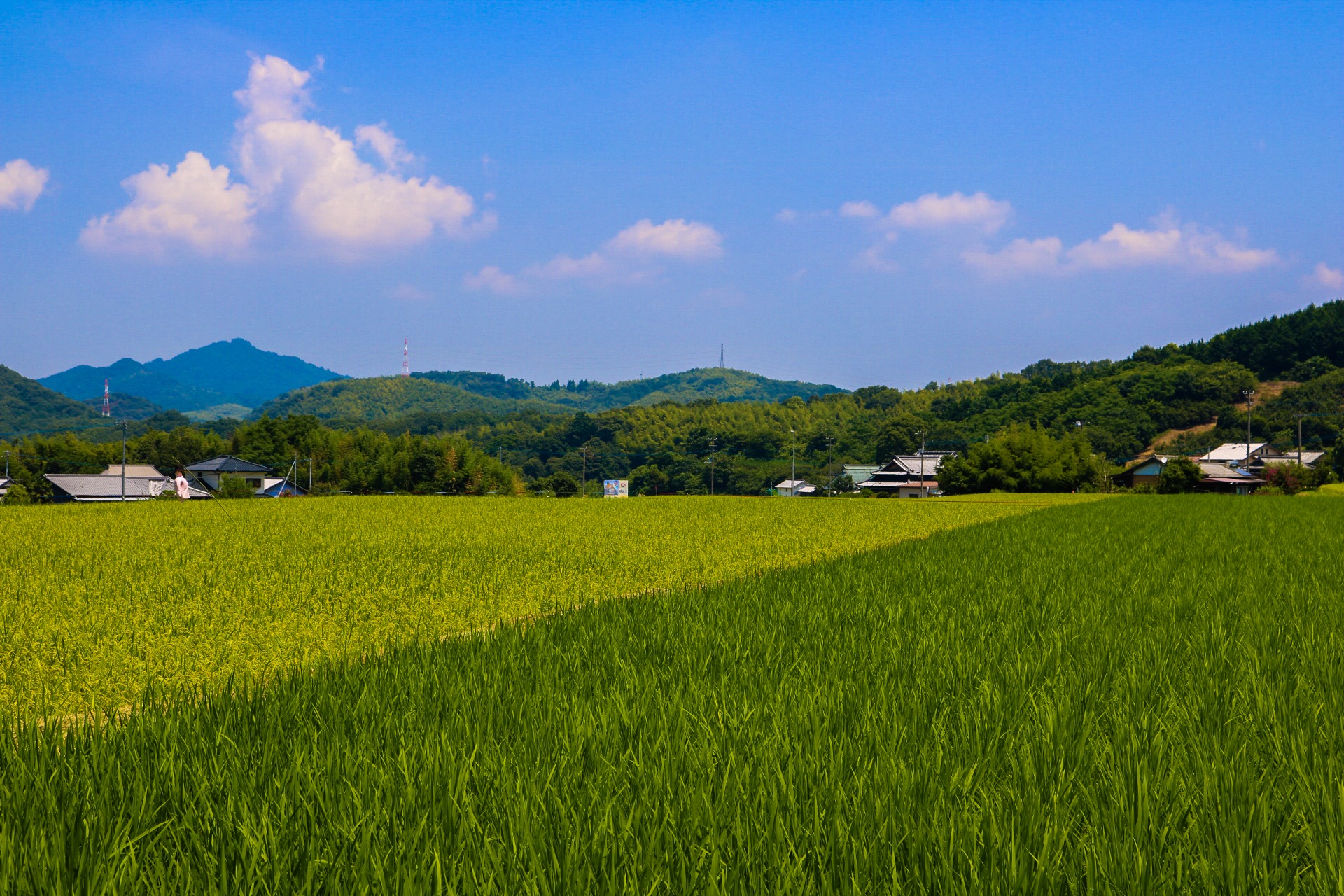 大西　智美（三豊市）「緑のコントラスト」　